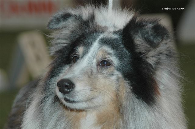 CH. Murphy bleu d'argent de L'Estérazur du Lac