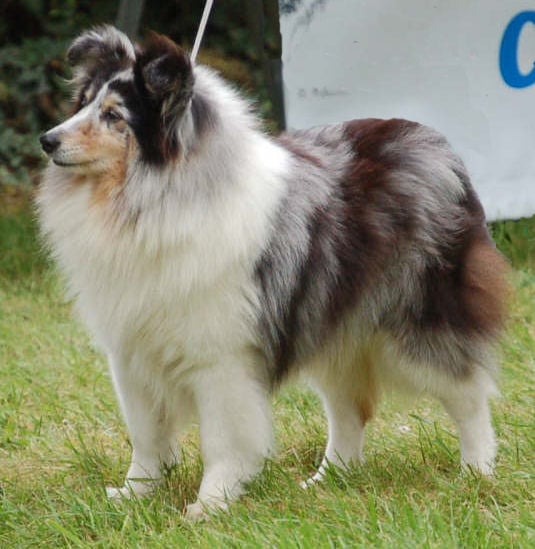 CH. Murphy bleu d'argent de L'Estérazur du Lac