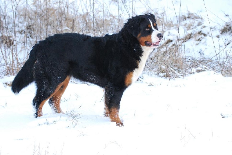 Elsa Du vol  des alouettes