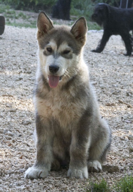 Accueil Alaskan Malamute De Laouen Ki Eleveur De Chiens Alaskan Malamute