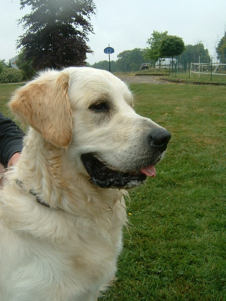 Bandit du logis d'Ecot