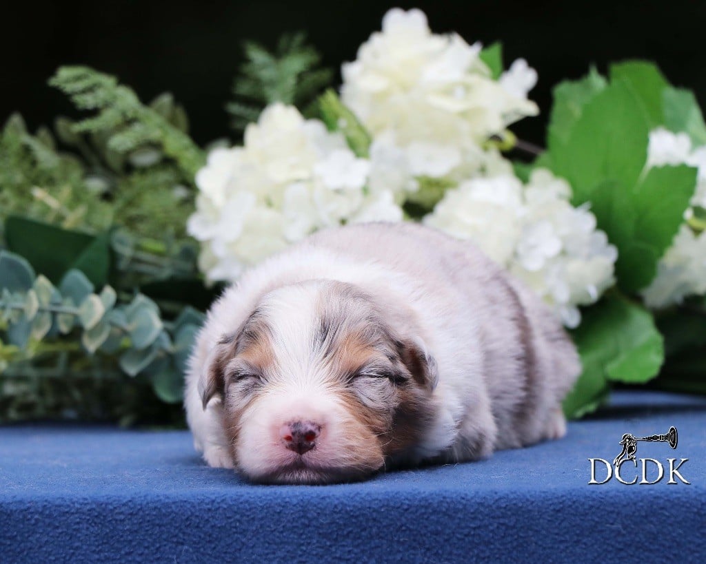 Chiot Berger Australien M Le Bleu Merle Queue Longue Du Chemin Des