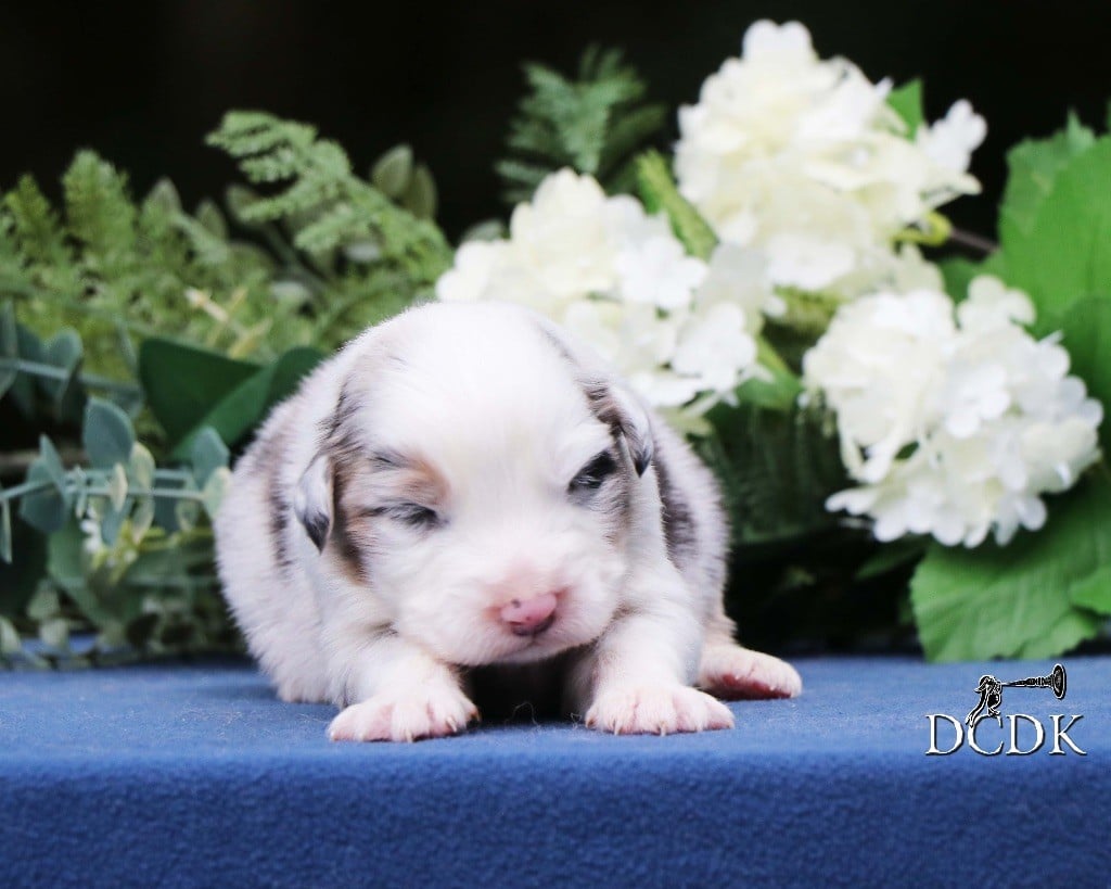 Chiot Berger Australien Femelle Bleu Merle Queue Longue Du Chemin Des