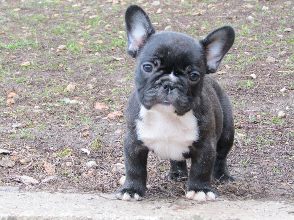 Chiot Elevage Des Joyaux Du Royaume Valyo Eleveur De Chiens Bouledogue Francais