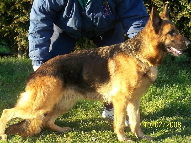 Chien - Donna v venushof - Elevage des trois fils Aymonds - eleveur de ...