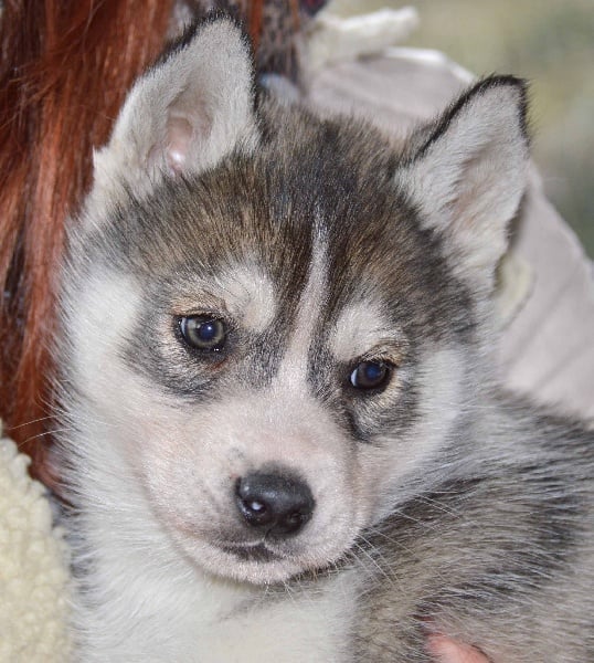 Chiot Elevage De L Igloo Des Sables Eleveur De Chiens Siberian Husky