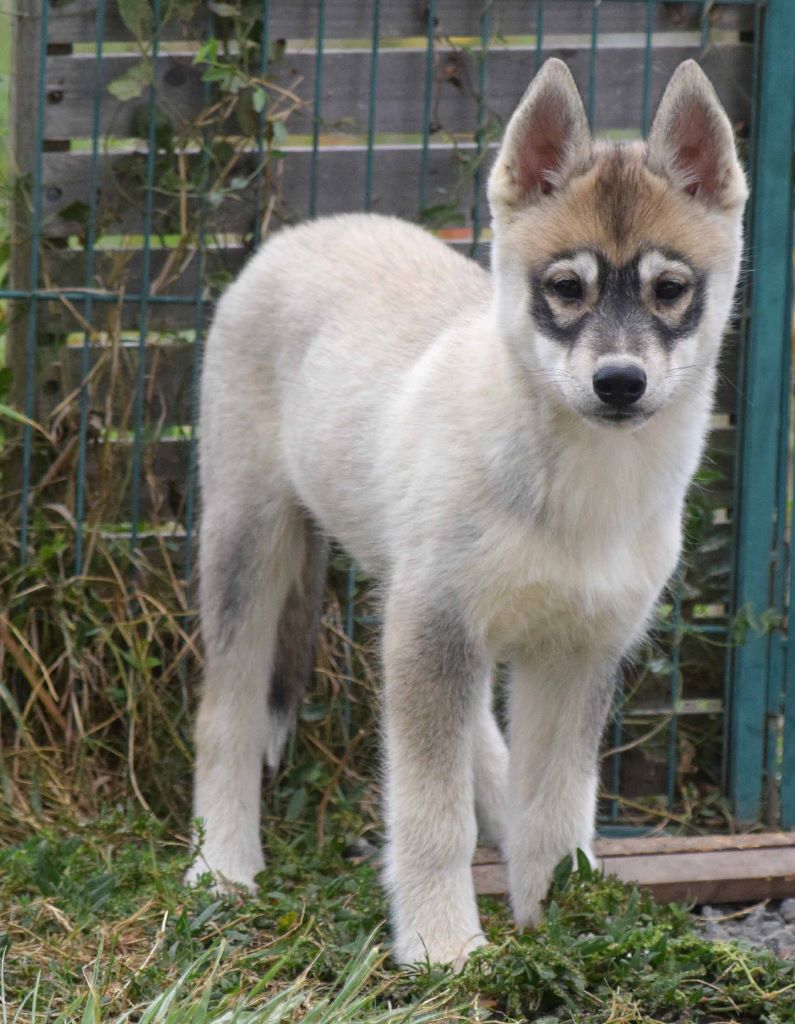 Chiens De France Achats Ventes De Chiots De Race Issues