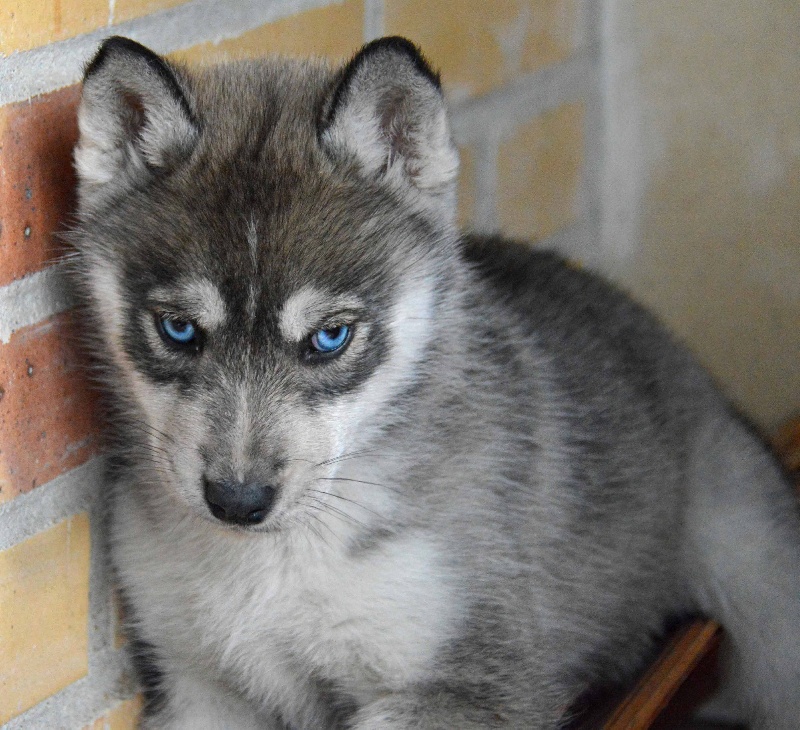 Chiot Elevage De L Igloo Des Sables Eleveur De Chiens Siberian Husky