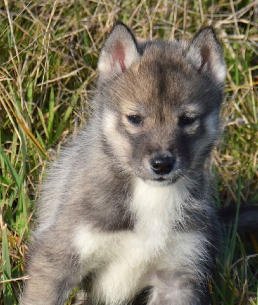 Chiot Elevage De L Igloo Des Sables Eleveur De Chiens Siberian Husky