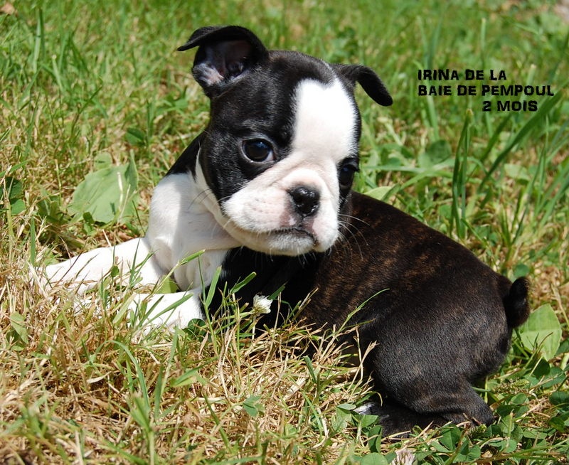 Irina De La Baie De Pempoul Chien De Race Toutes Races En