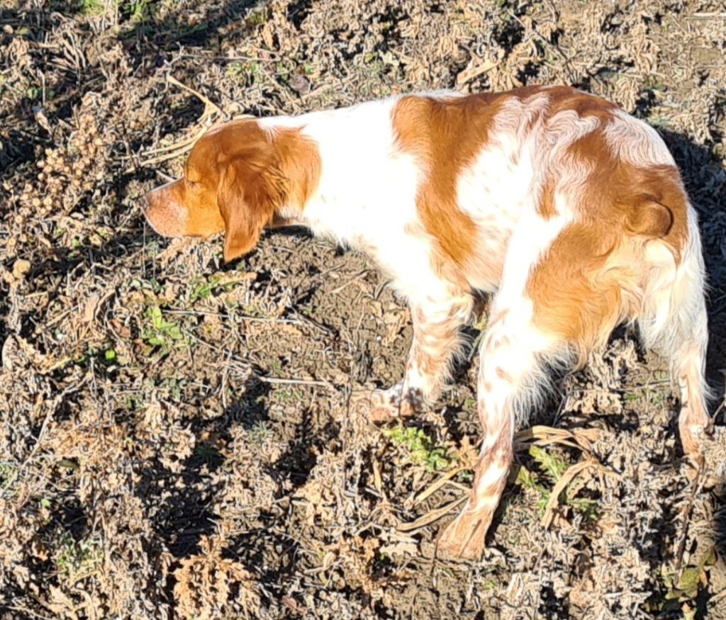 Shadow De la Pinède aux Oliviers