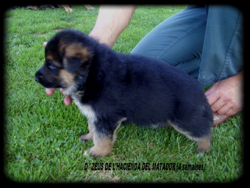 D'zeus De l'hacienda del matador