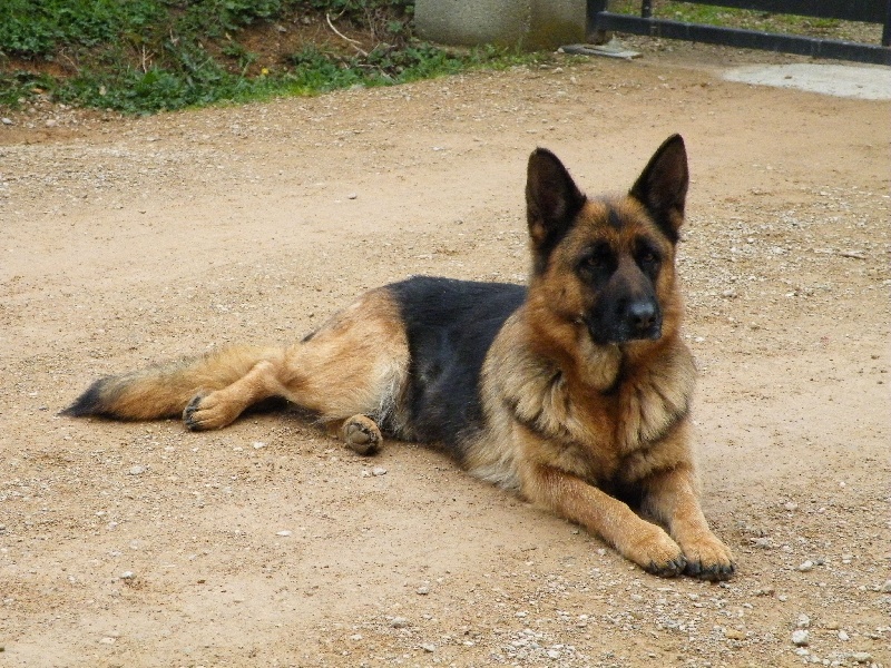 Akita De la chaume des daims