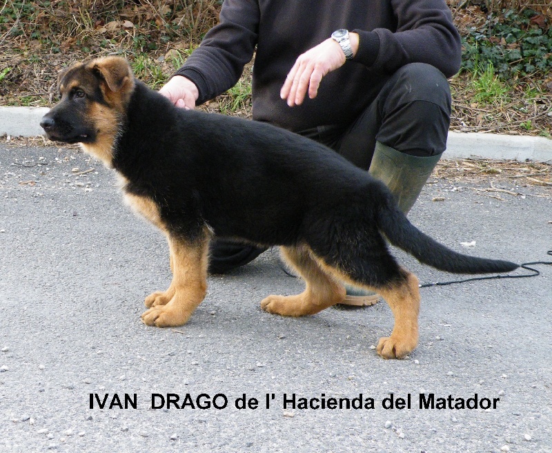 Ivan  drago De l'hacienda del matador