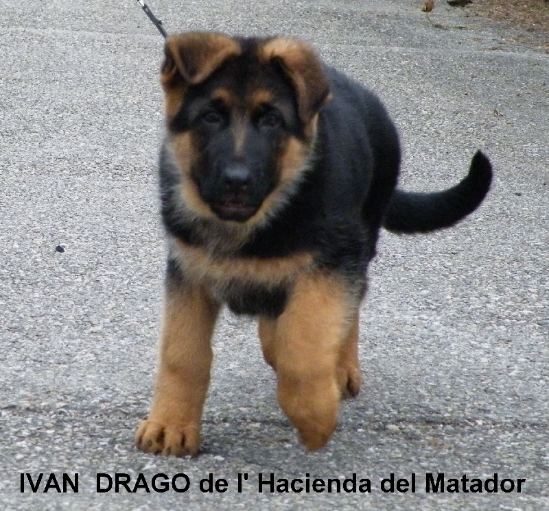 Ivan  drago De l'hacienda del matador