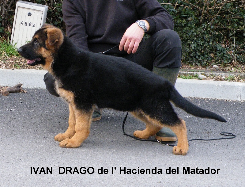 Ivan  drago De l'hacienda del matador