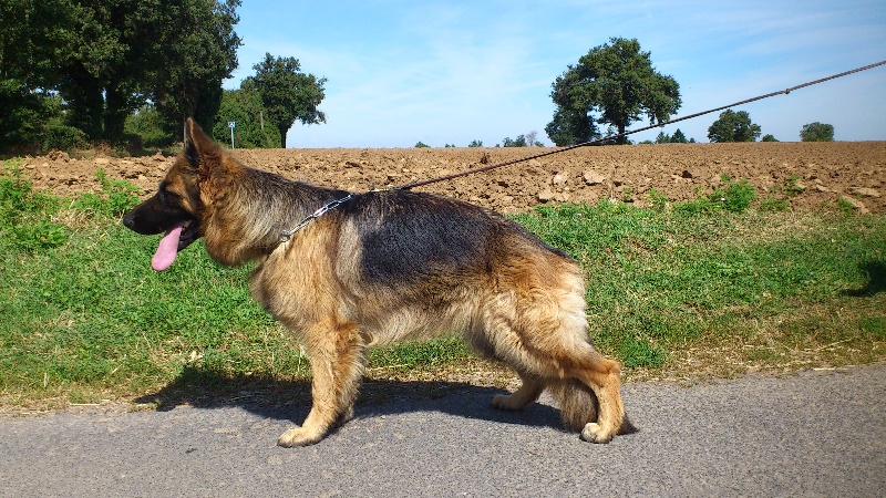 Gilda De l'hacienda del matador