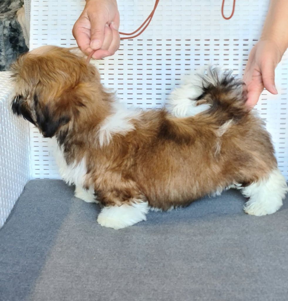 Elevage Des Pommiers Du Pays D Othe Chiot Shih Tzu - THOR des Pommiers du Pays d'Othe