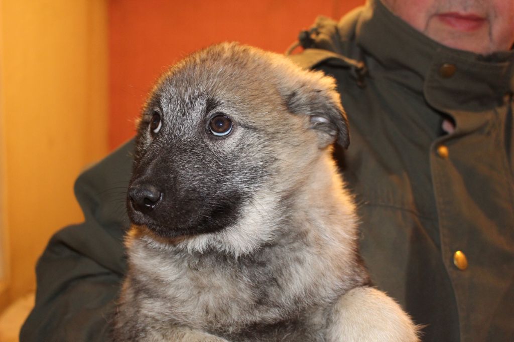 Chiot Elevage Des Portes De La Moria Eleveur De Chiens