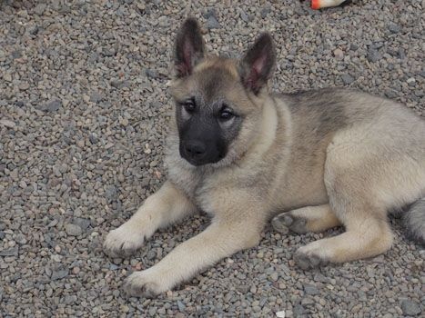 Accueil Elevage Des Portes De La Moria Eleveur De Chiens