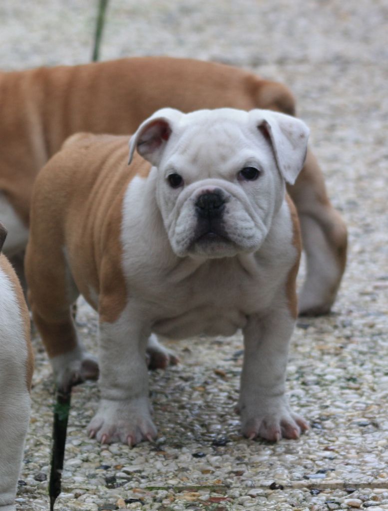 Chiot Bulldog Anglais, NIGHT FOR LIFE, femelle disponible