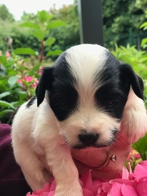 Chiot Bichon Havanais Male Noir Et Blanc Mâle Disponible