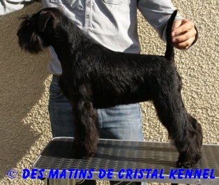 CH. Event black Des matins de cristal