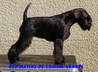 CH. Event black Des matins de cristal