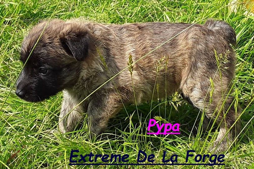 Pypa Extrême de la Forge