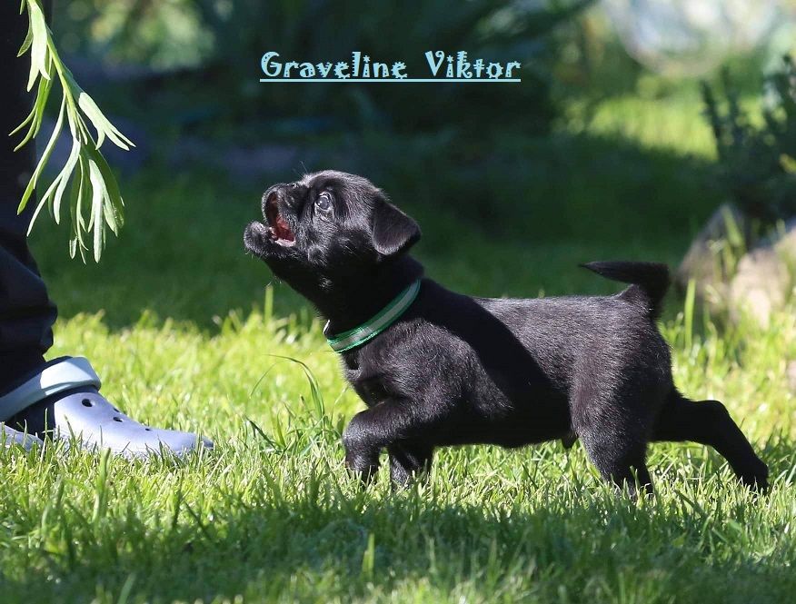 CH. graveline viktor