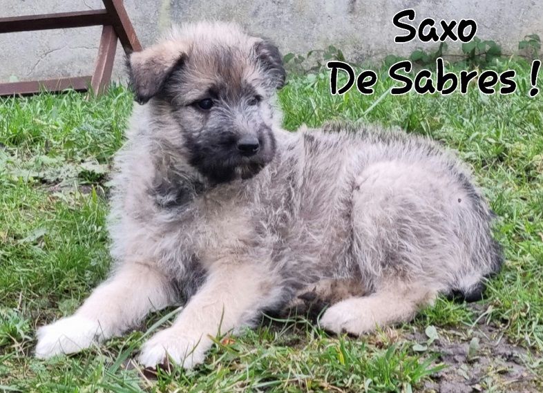 Saxo de Sabres