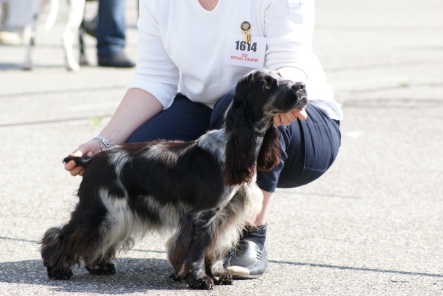 Carla bella des sous-bois Becassiers