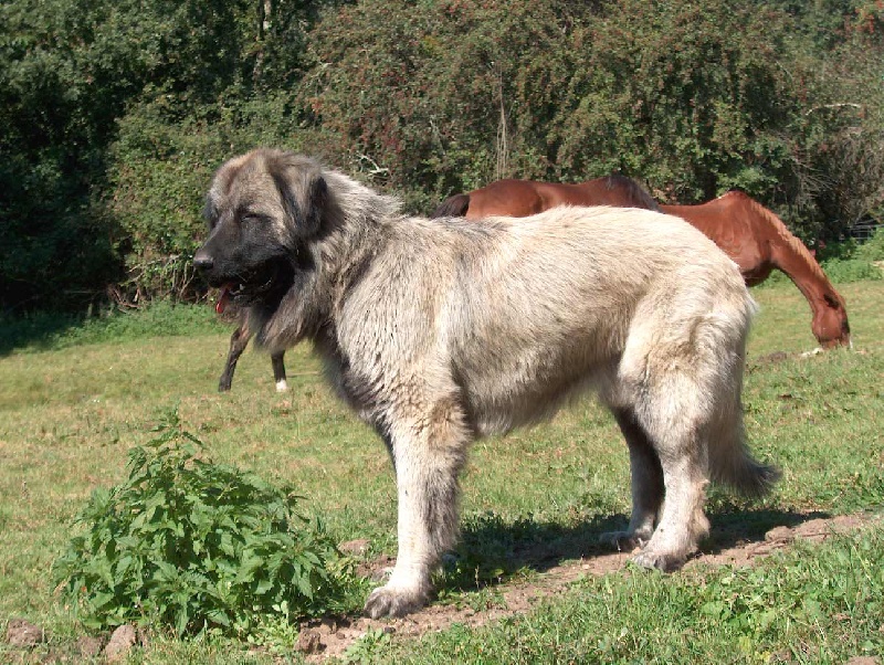 Biggles des Seigneurs de la Vallée de l'Isle