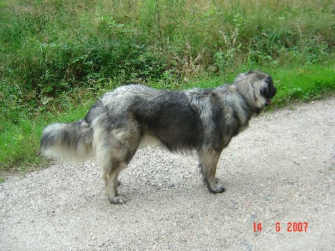 Belestrela des Seigneurs de la Vallée de l'Isle