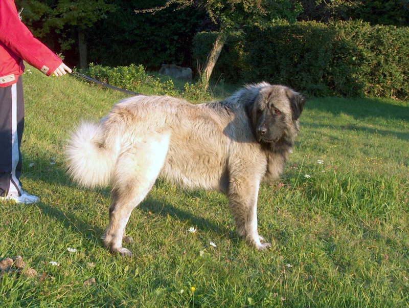 Biggles des Seigneurs de la Vallée de l'Isle