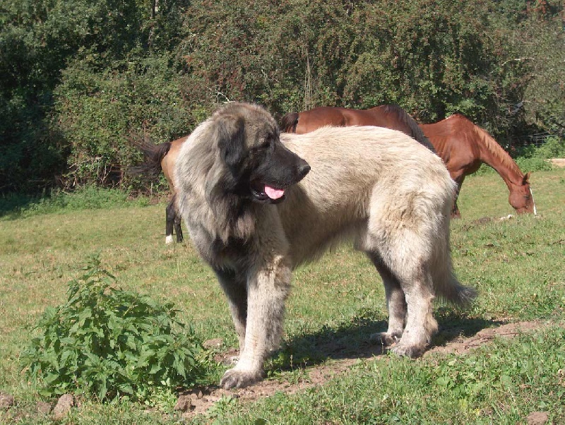 Biggles des Seigneurs de la Vallée de l'Isle