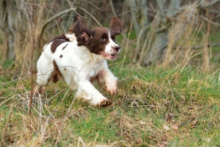 Accueil Elevage De Sandie Landes Eleveur De Chiens