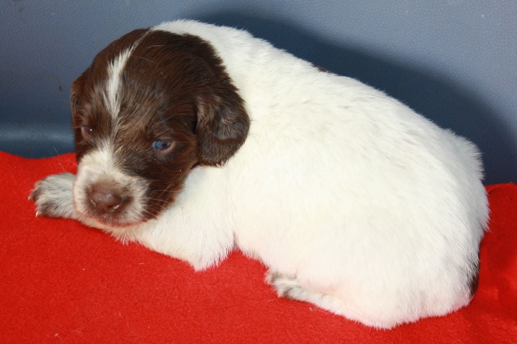 Chiot Petit Epagneul De Münster Omax Oscar Mâle