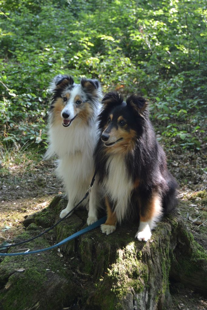 Accueil - Elevage des Marais audomarois - eleveur de chiens 