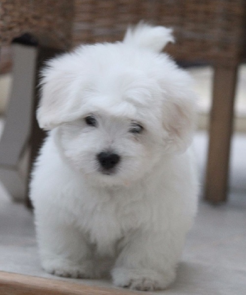 Chiot Elevage Du Haut Marais Eleveur De Chiens Coton De Tulear