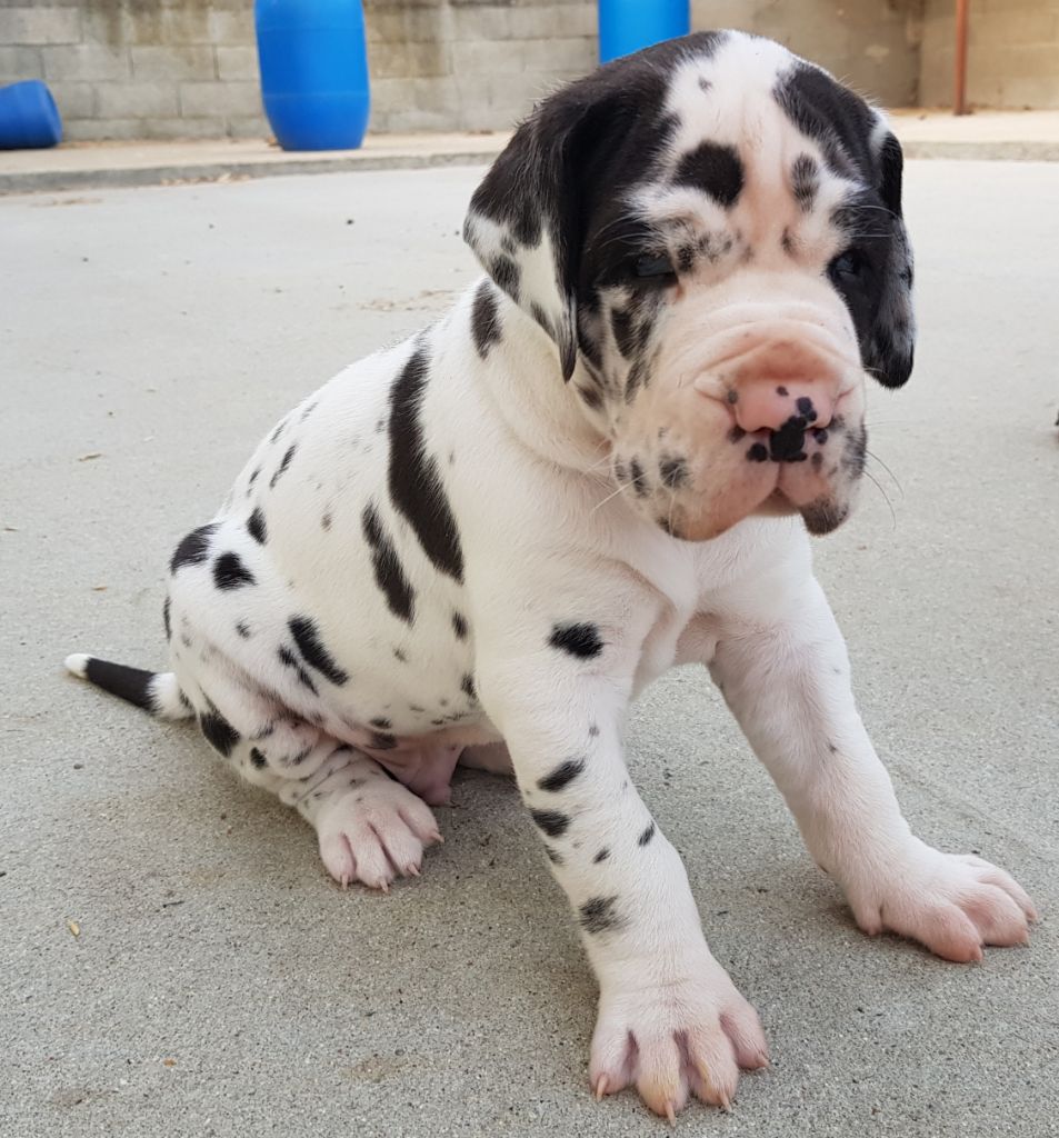 dogue allemand arlequin elevage - chiot dogue allemand a donner