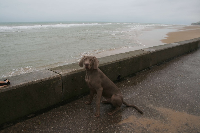 Ioumi De l'ecrin des hauts de france