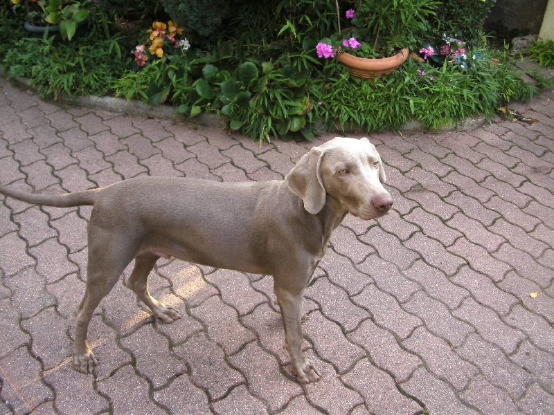 Glenn De l'ecrin des hauts de france