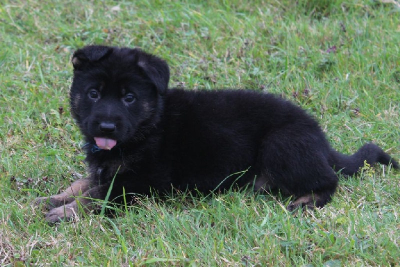 Chiot Elevage Du Normont Eleveur De Chiens Et Chiots