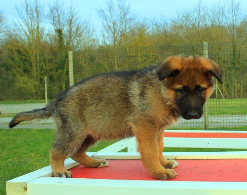 Chiot Elevage Du Normont Eleveur De Chiens Et Chiots