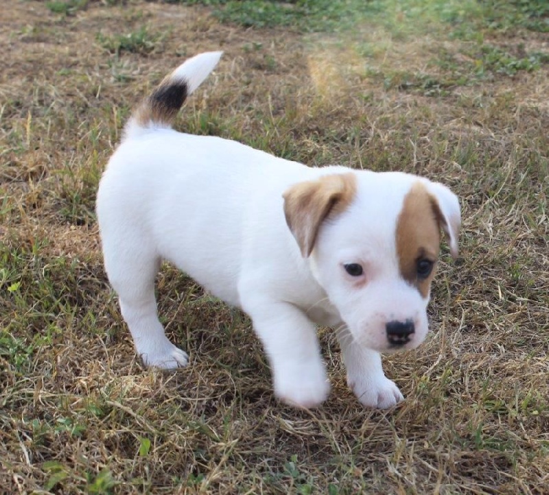 Chiot Elevage Du Normont Eleveur De Chiens Jack Russell