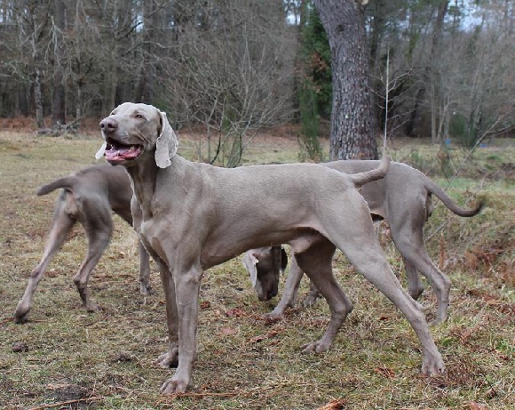 Accueil Elevage Du Tombeleau Eleveur De Chiens Braque