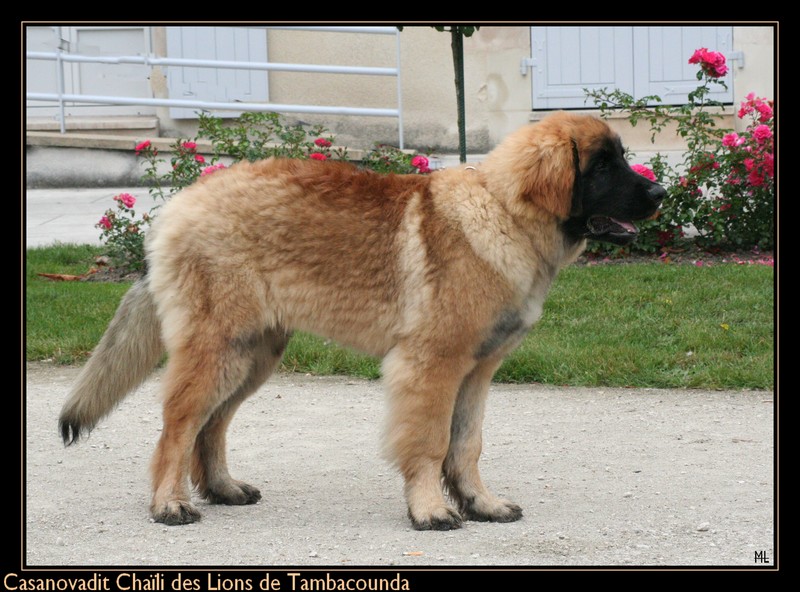 Casanova dit chaïli des Lions de Tambacounda