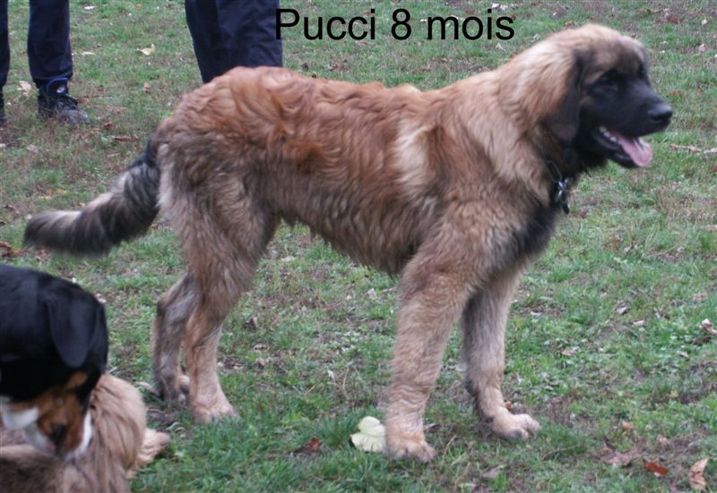 Vespucci dit pucci des Lions de Tambacounda