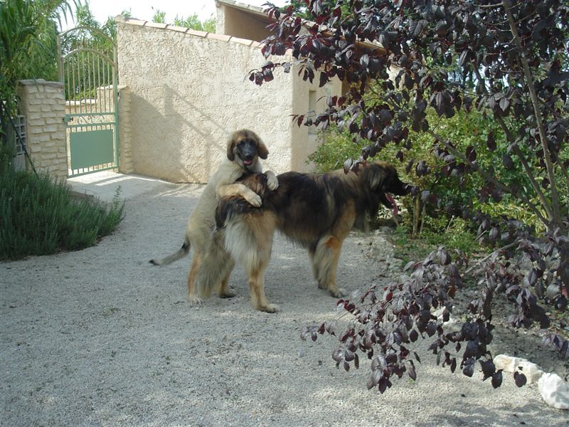 Valco vic des Lions de Tambacounda